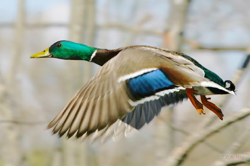 IQ2D3742 11X14 - Version 2 - Version 2